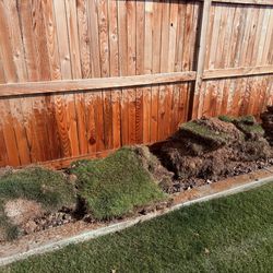 Sod/ grass