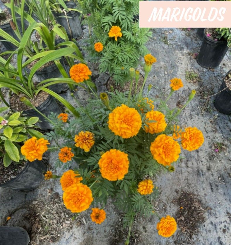 Marigolds Plants $5