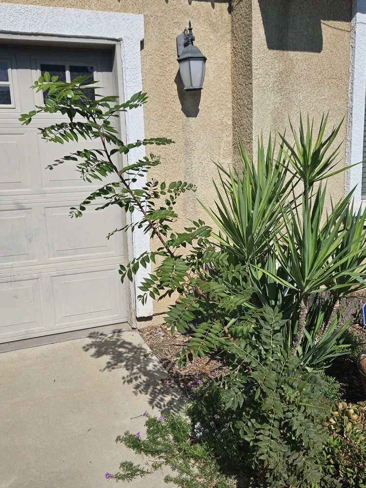 Medium Size.  Pick Up  Only 