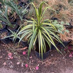 Plants 