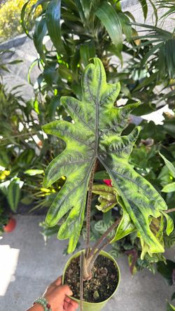 Alocasia Jacklyn on a 6 inch pot