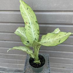6” dieffenbachia camouflage