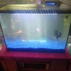 Fish Tank