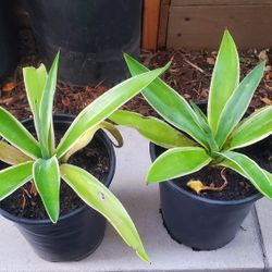 Beautiful Agave Succulent 