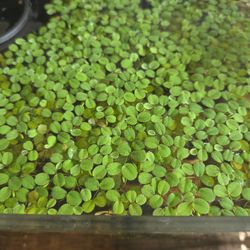 Salvinia