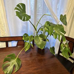 Monstera plant
