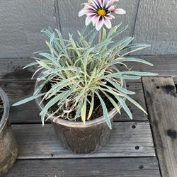 Gerber daisies, 3 Plants, Each $5, 
