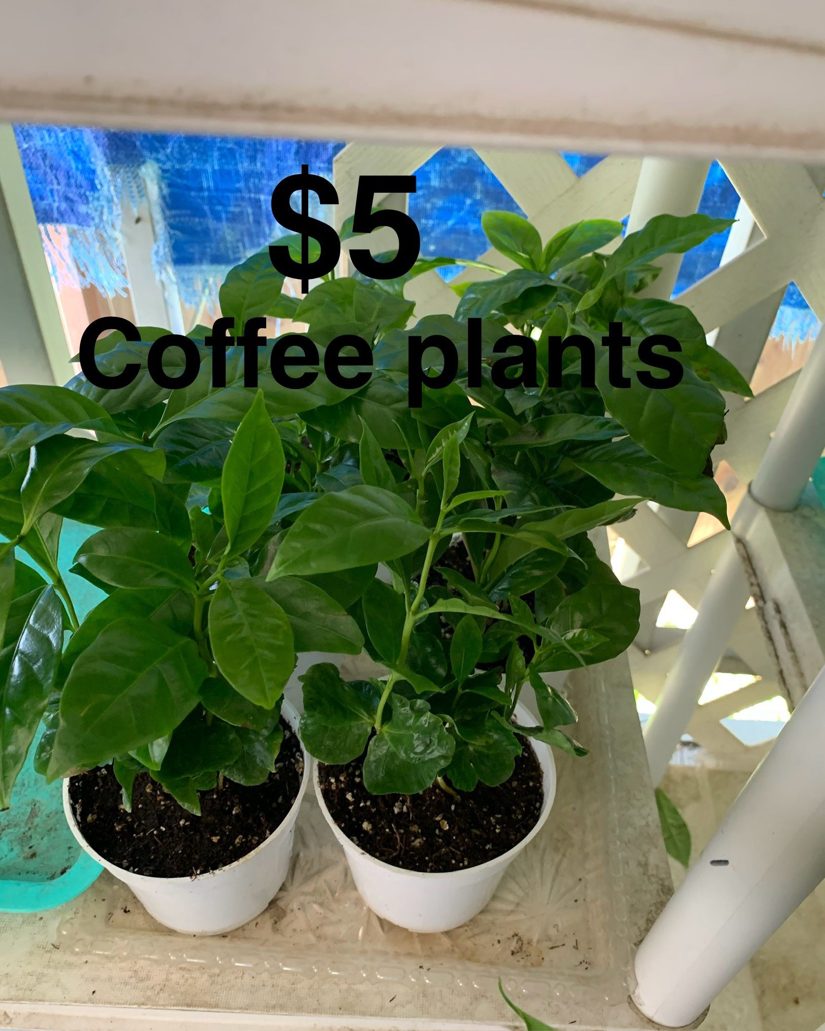 Plantas De Grano De Café Arabico