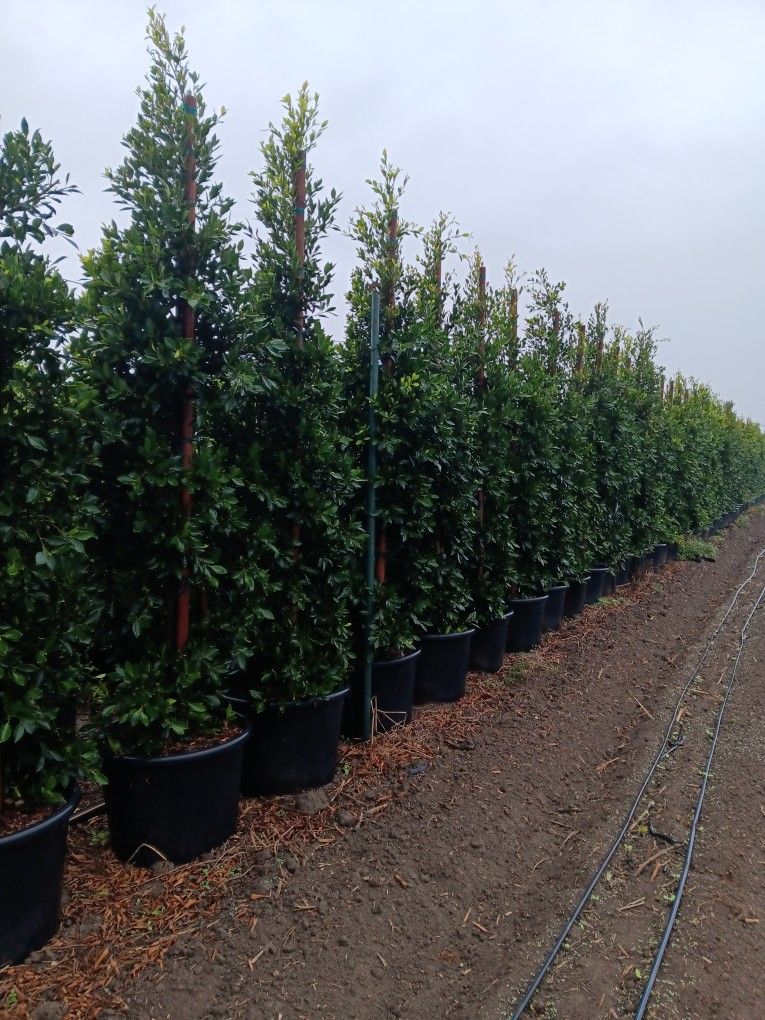 Ficus Nitida Indian 24 Gal Trees