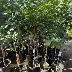 Lemon 🍋Lisbon Trees 5F The Tall $55 Each Price Firm 
