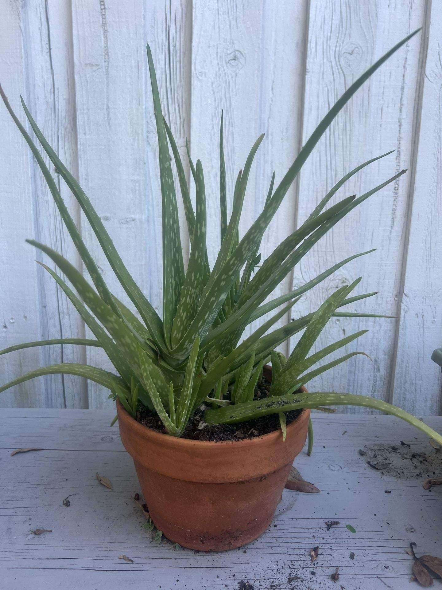 Aloe Vera