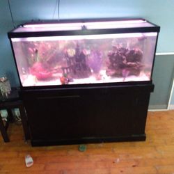  Fish Tank