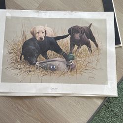 Labrador Puppy Poster