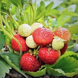 Everbearing Strawberry Plants