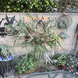 Gorgeous sales Staghorn Fern!