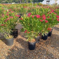 Red Oleander Plant In 5 Gal