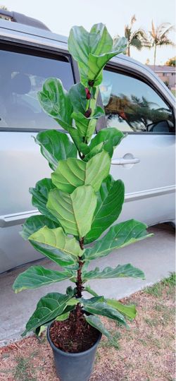 Fiddle Leaf Fig Tree
