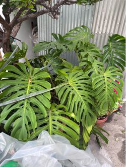 Beautiful large plant