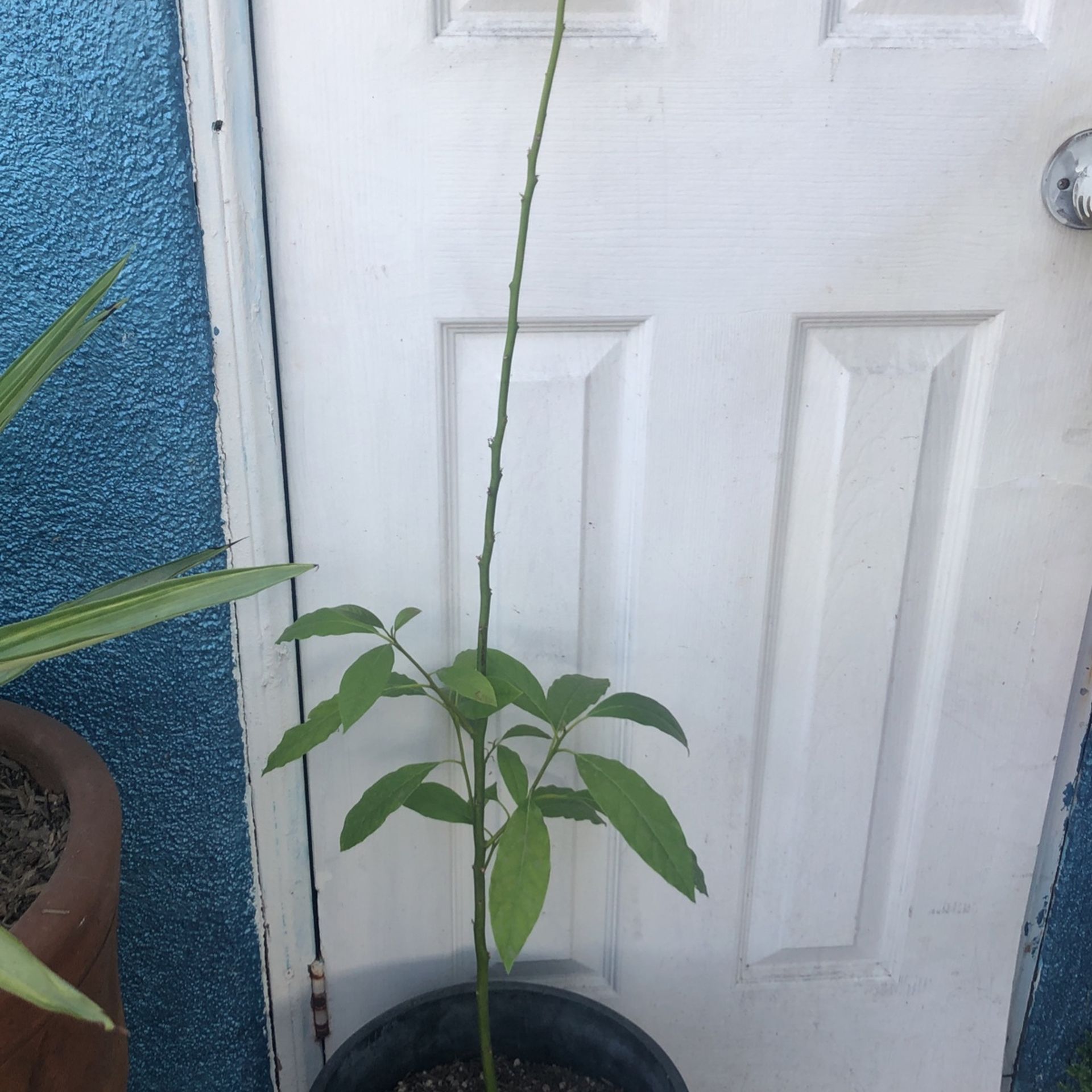 Planta De Aguacate