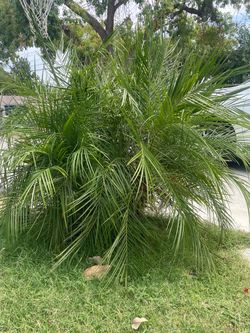 Free date palm tree