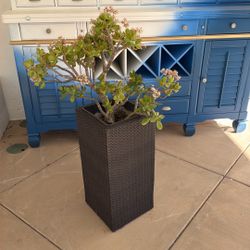 Yucca Valentine’s Gift Pick Up Or Delivery