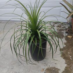 Ponytail Palm