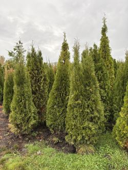 Emerald Green Arborvitae (6’-7’)
