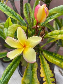 Plumeria