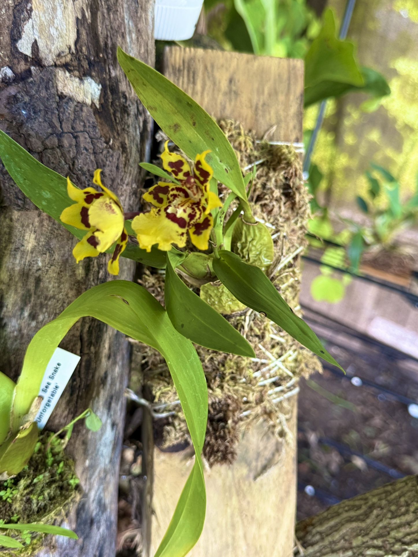 Orchid Oncidium