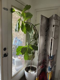 7ft Fiddle leaf fig Tree