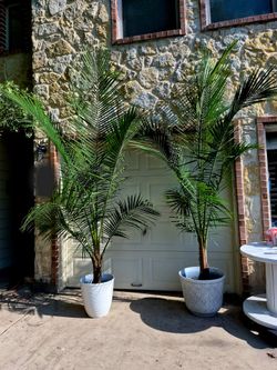 Tall Humongous Brand New Majestic Palms
Indoor