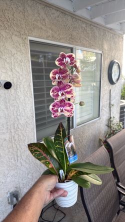 Beautiful orchid plant