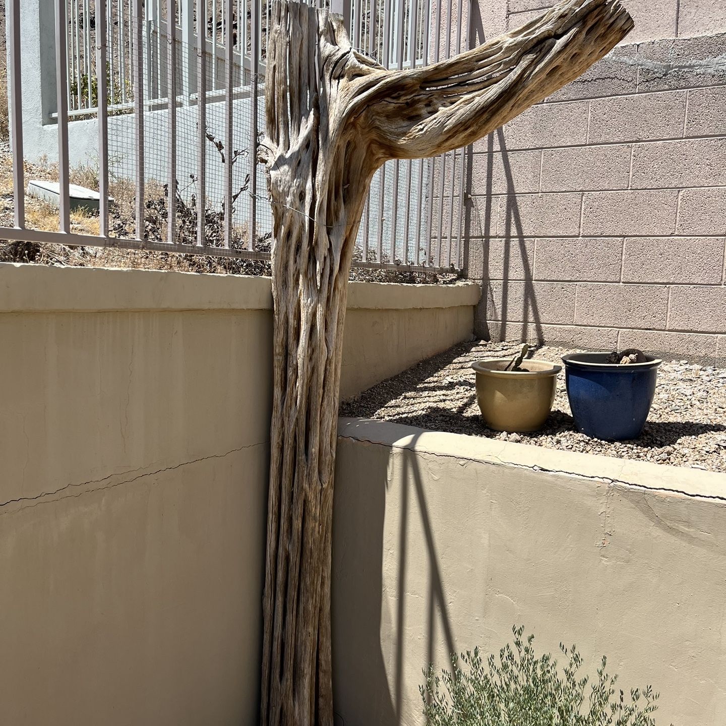 Saguaro Cactus Skeleton for Sale in Phoenix, AZ - OfferUp