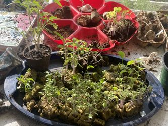 Tomato Plants One Dollar Each