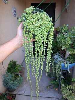 Strings of Pearl's Plant $25