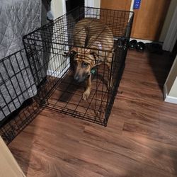 Medium Size Dog Cage