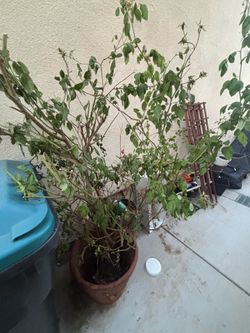 Rosal - iceberg rose bush