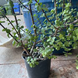 Jade Plant //1 Gallon Pot