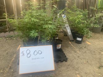 Japanese maple trees