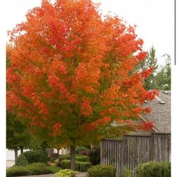 October Glory Maple Acer Rubrum 15 Gal
