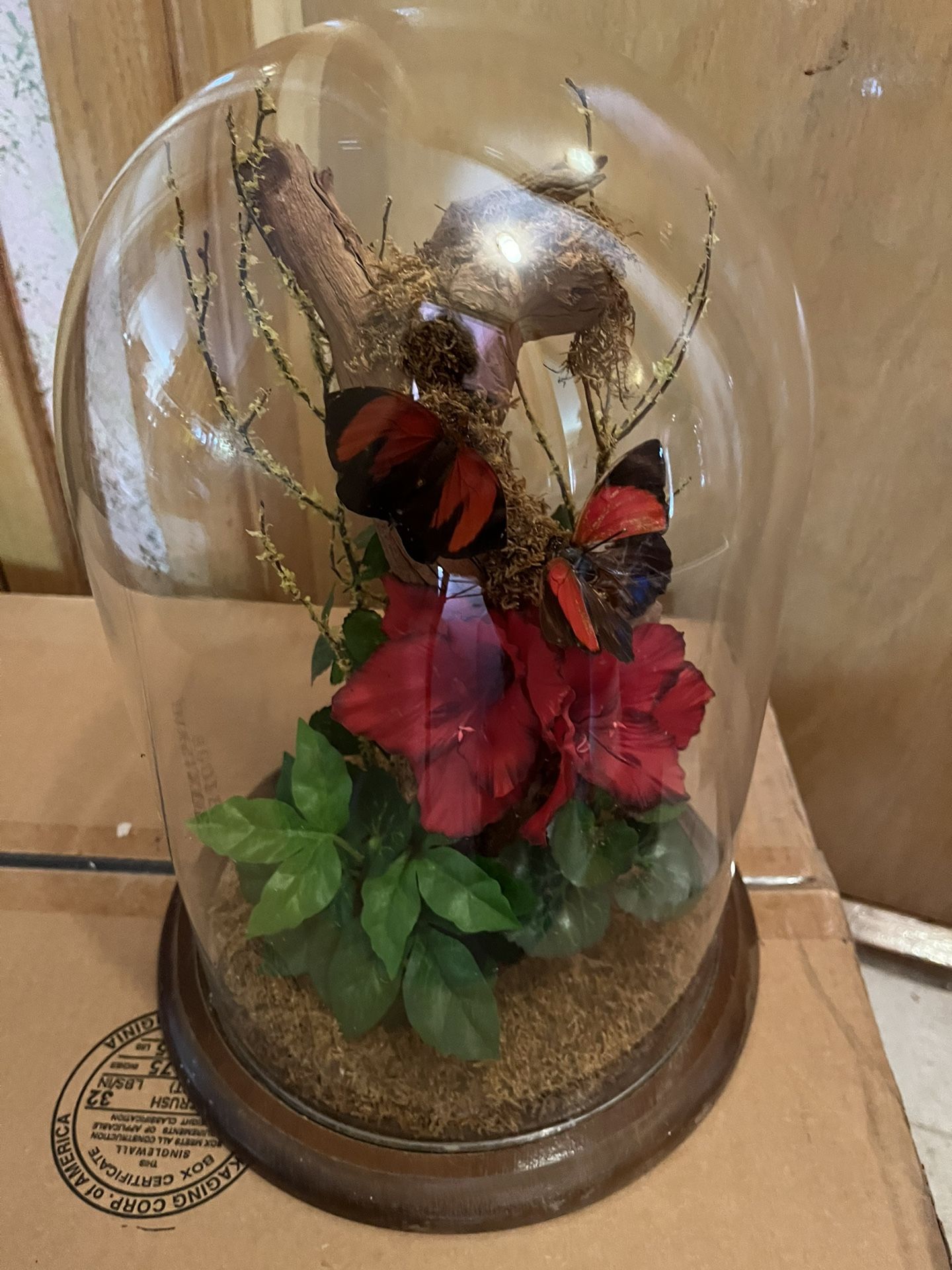 Vintage Butterfly/folage Glass Domed Terraniam