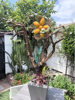 Large bonsai Jade plant