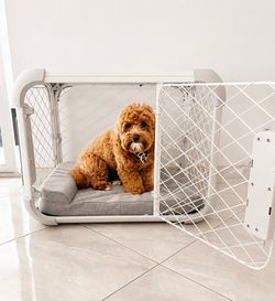 Diggs Evolv Dog Crate with Bed- size Small