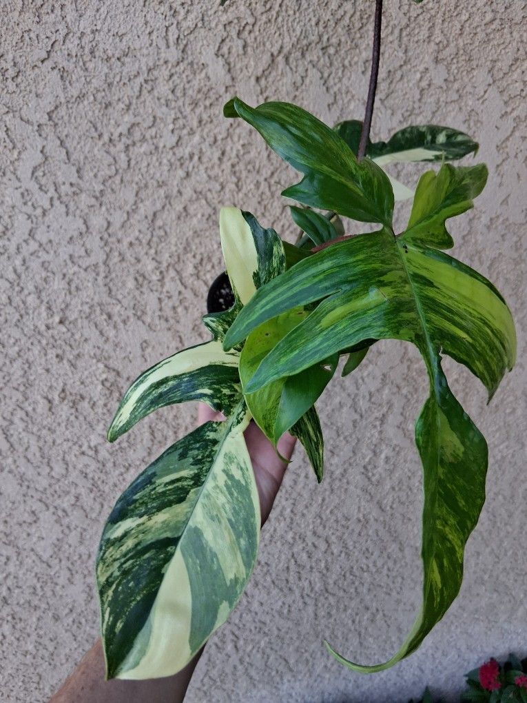 RARE  Philodendron FLORIDA BEAUTY Plant $85