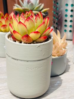 Korean succulents imported with grey pot