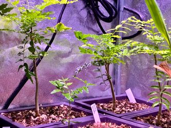 Tropical Bonsais $50 each