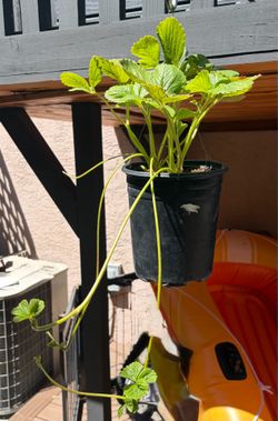 Strawberry 🍓 Plant in hanging basket