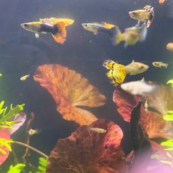 Aquarium plants and hardscape