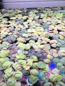 Red Root Floaters
