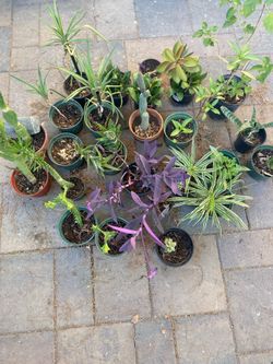 CACTUS, PLANTS, Plus